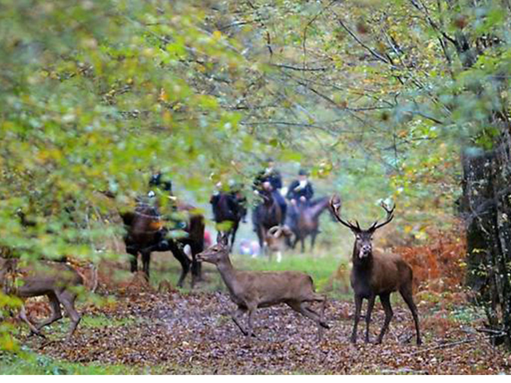 Berburu Rusa