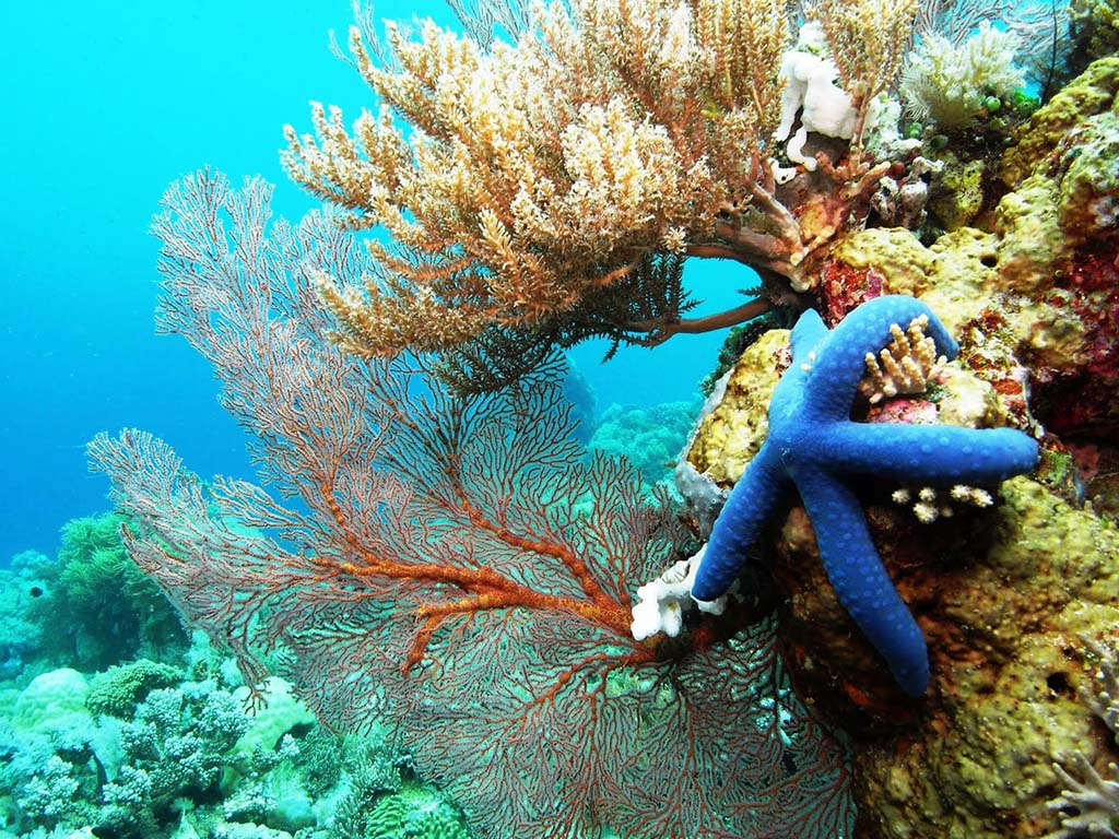 Taman Wisata Laut Taka Bonerate