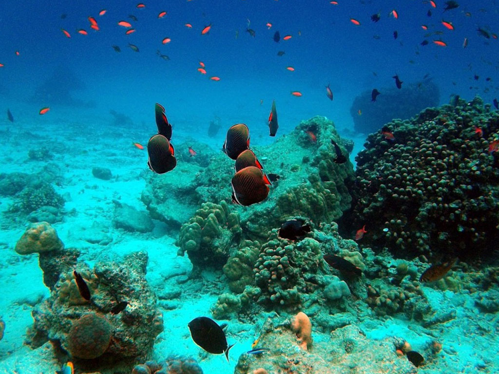 Taman Wisata Laut Banda