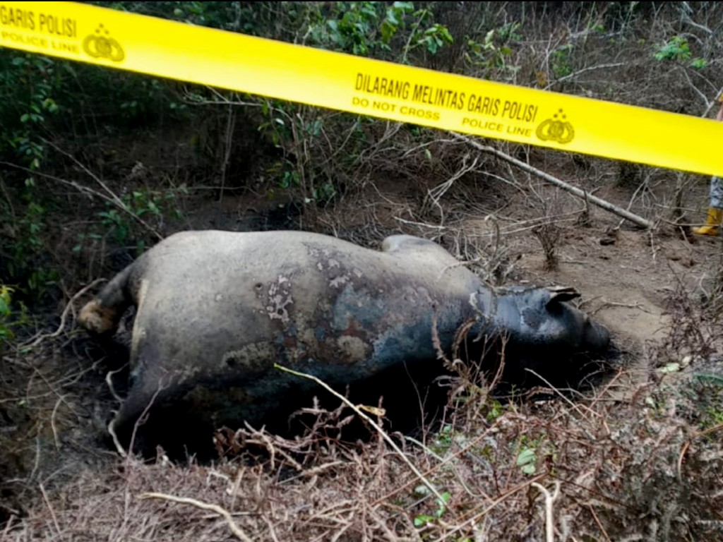 Gajah Mati Aceh