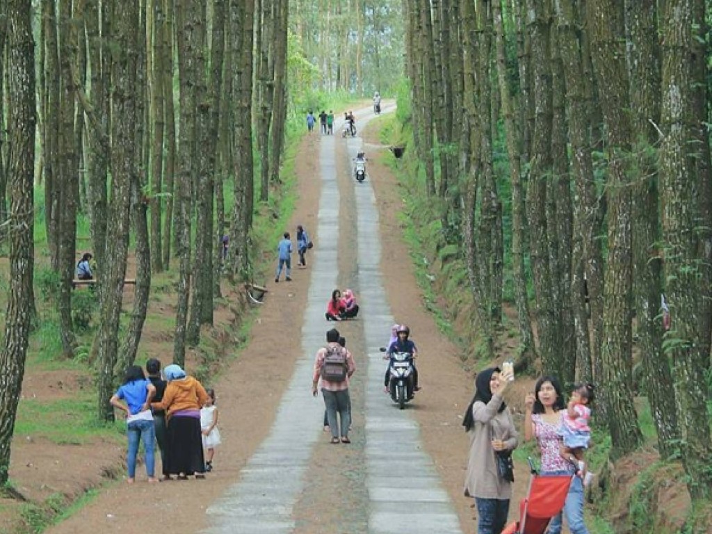 Hutan Pinus Kragilan