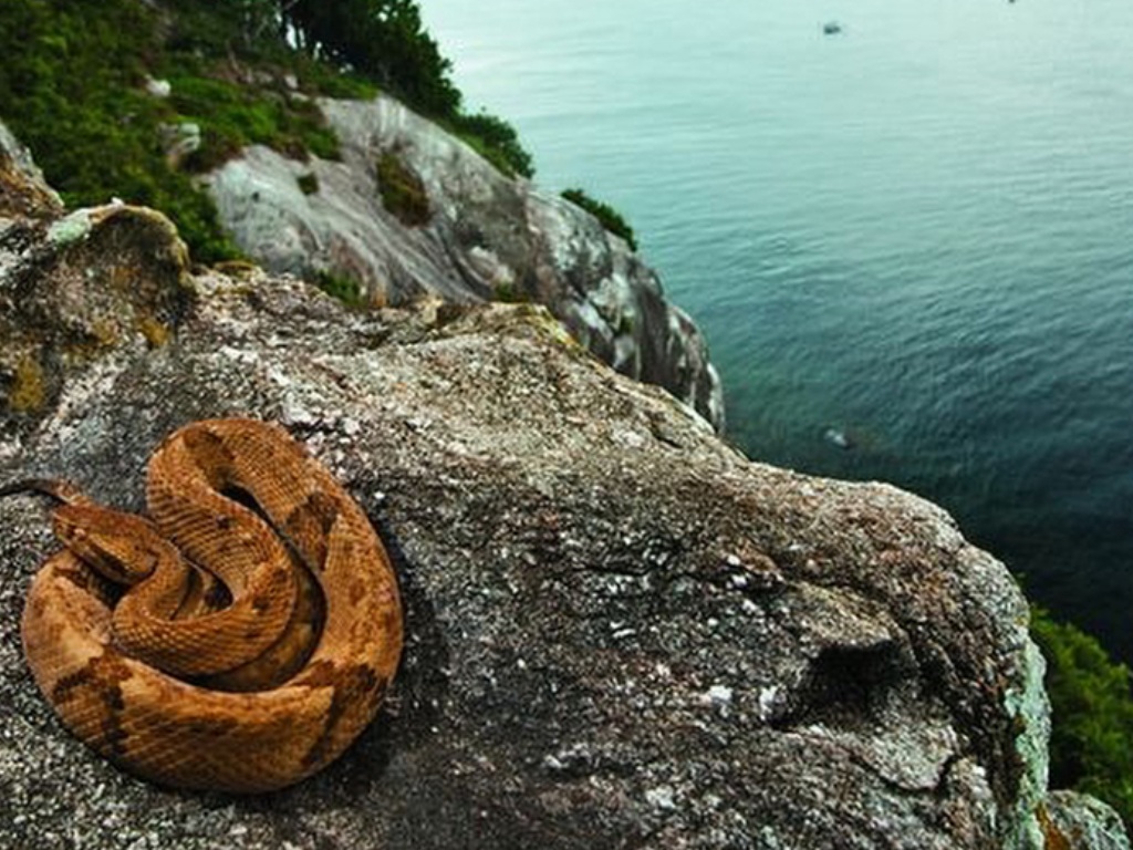 Ilha da Queimada Grande - Brasil