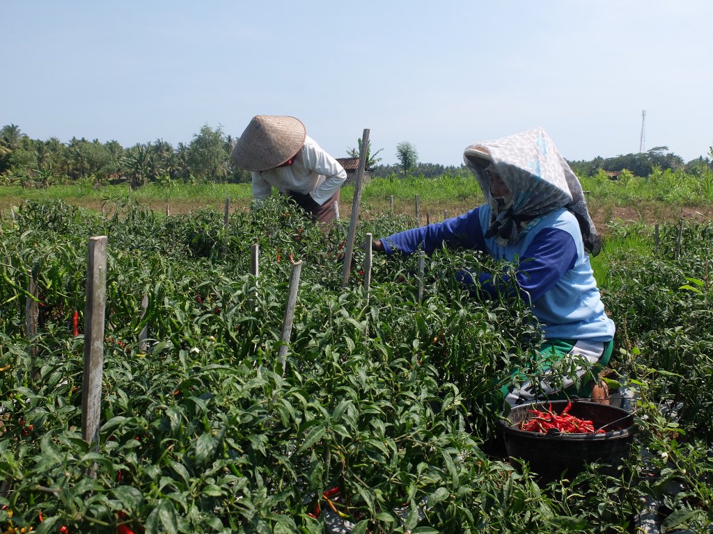 Petani Cabai