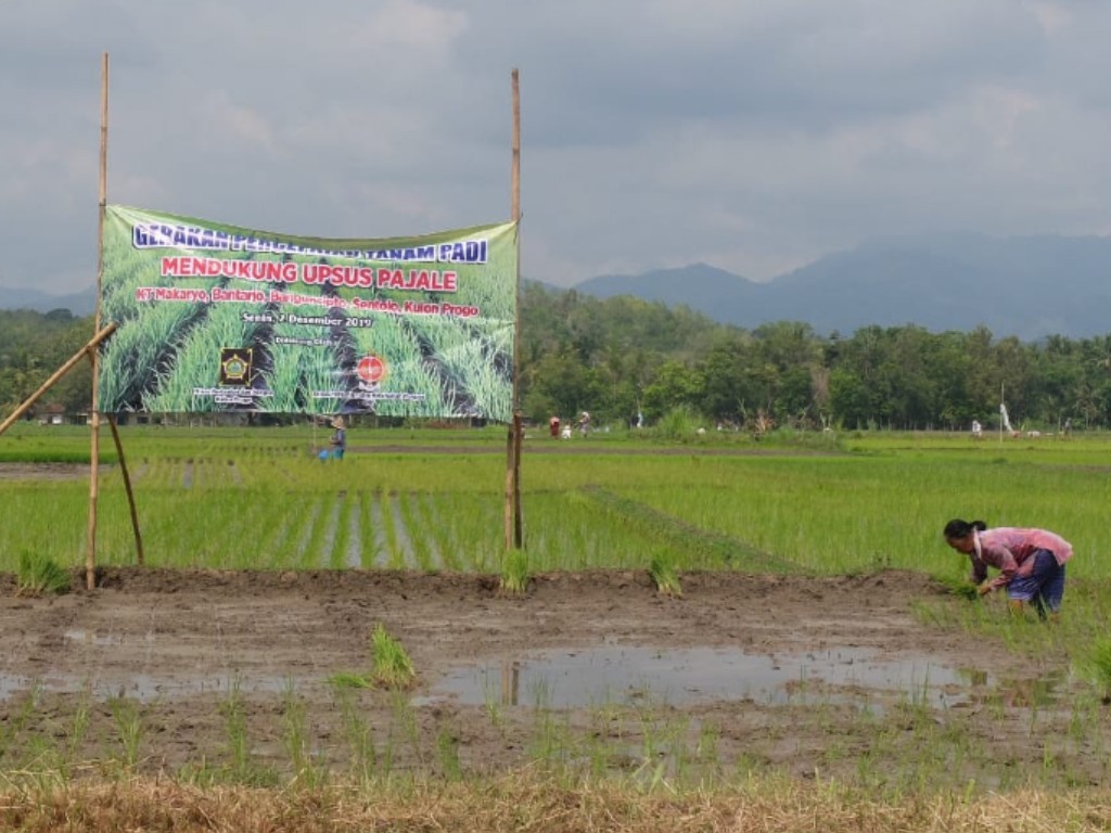 masa tanam padi