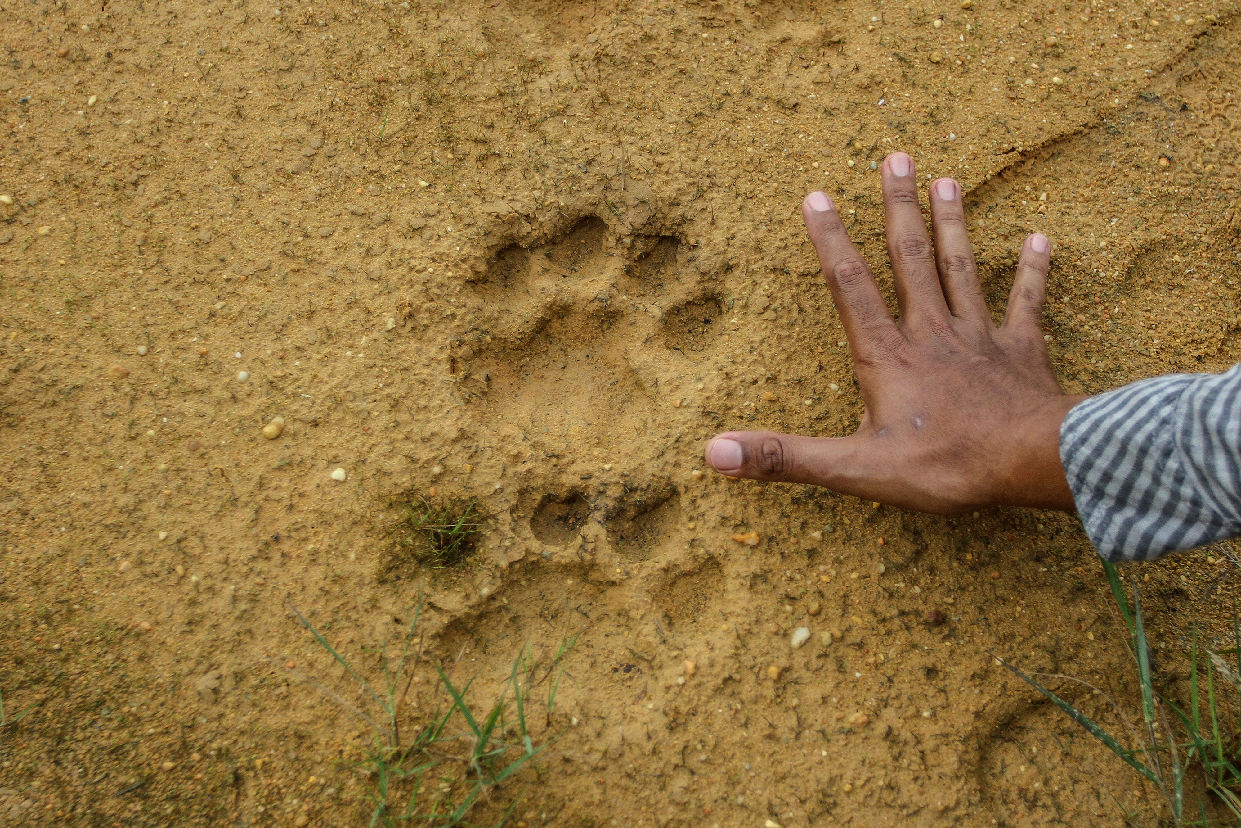 Jejak Harimau