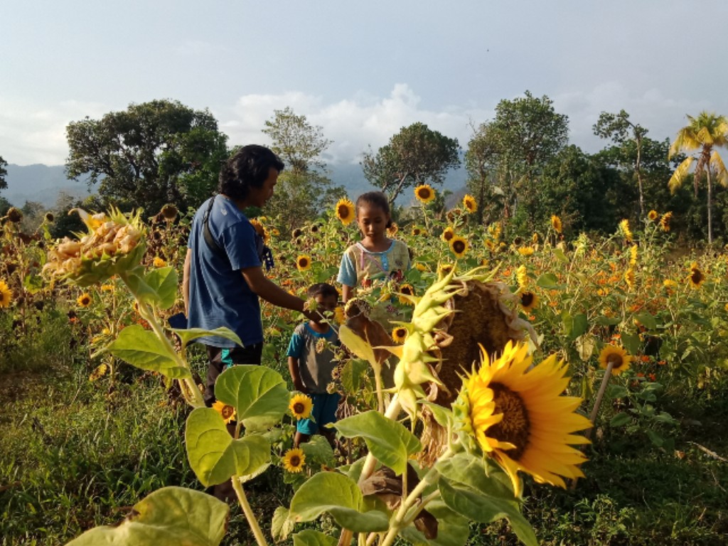 Pesona Bunga  Matahari di Taman  Lonrong Bantaeng Tagar