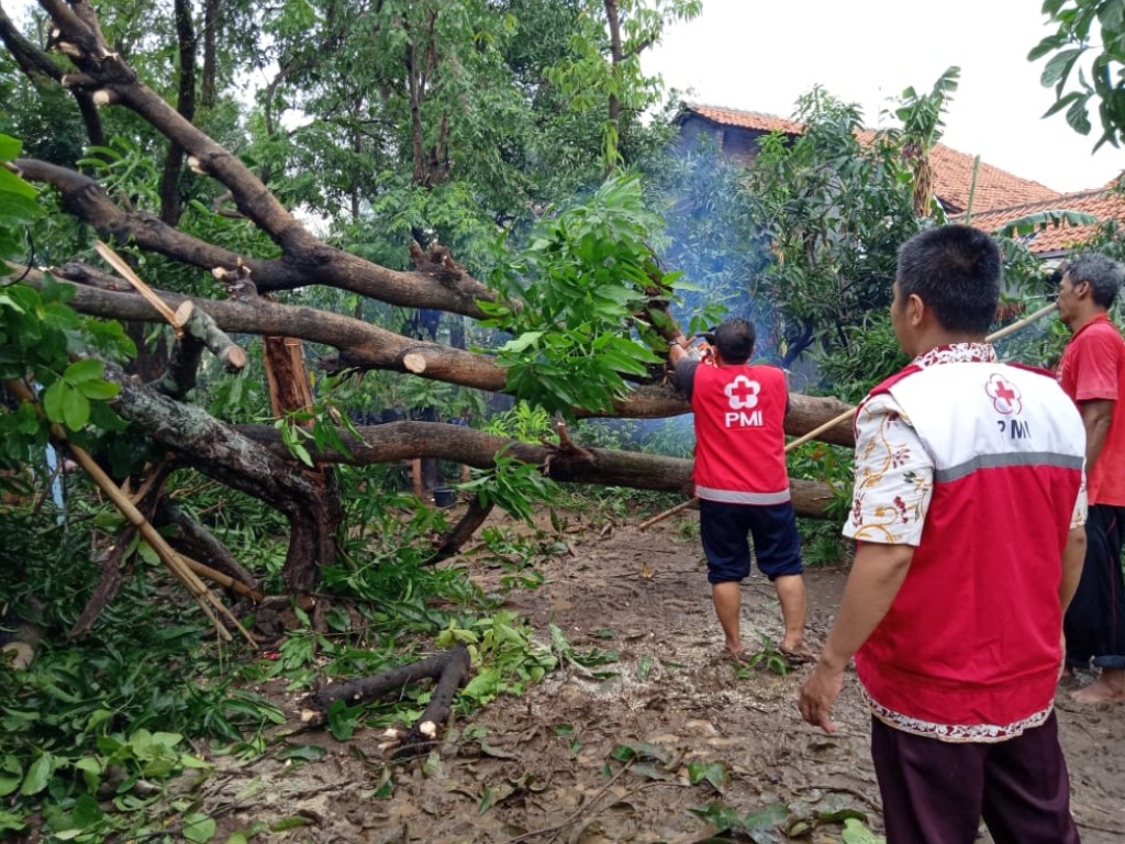 Pohon Tumbang