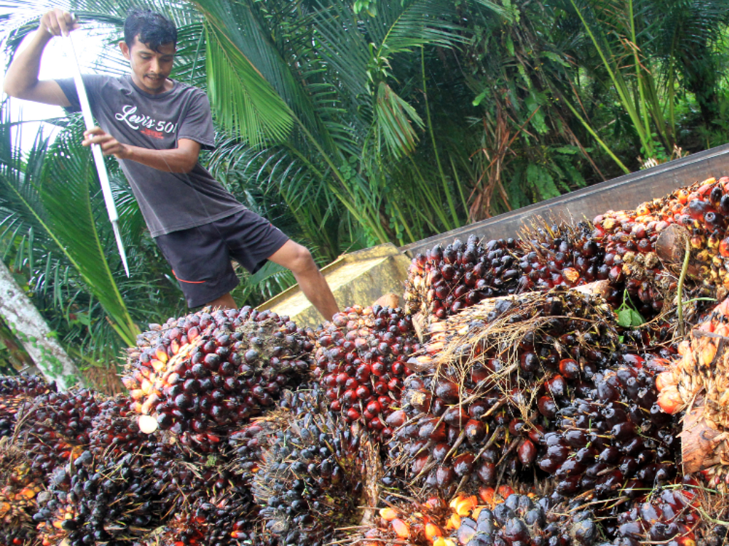 Kelapa Sawit