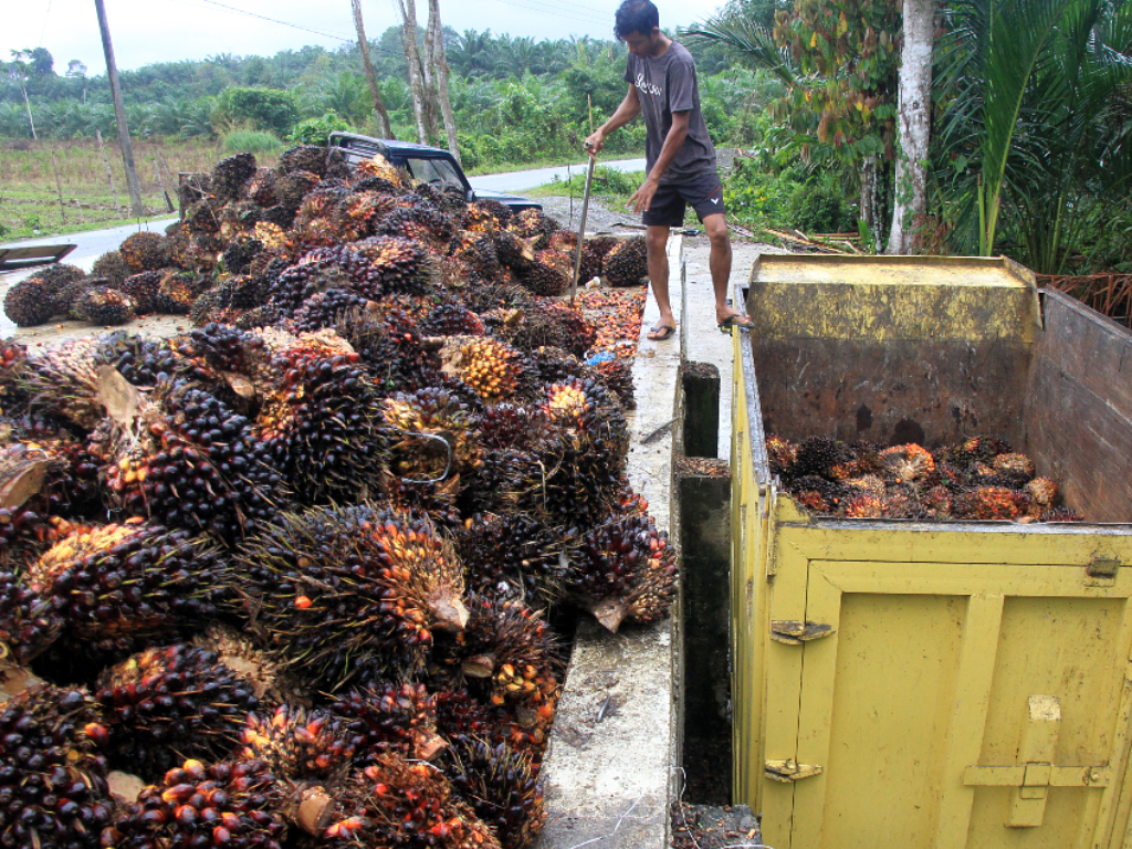 Kelapa Sawit