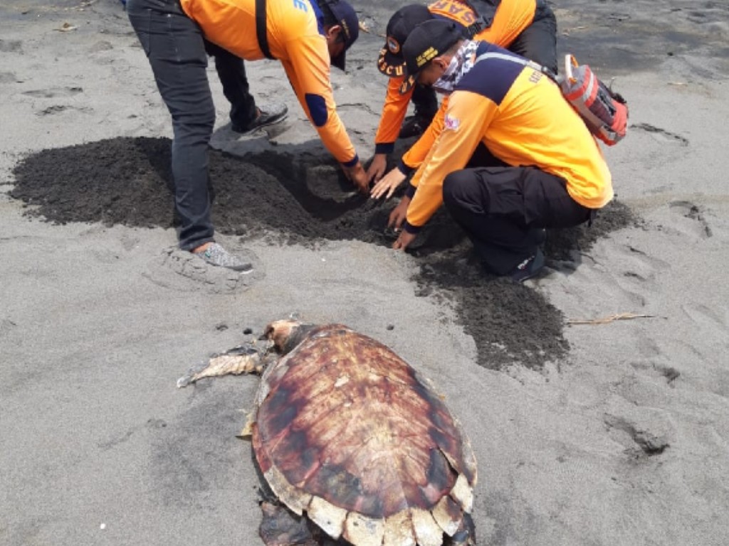 penyu lekang