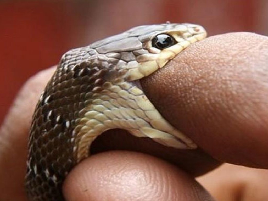 gigitan ular