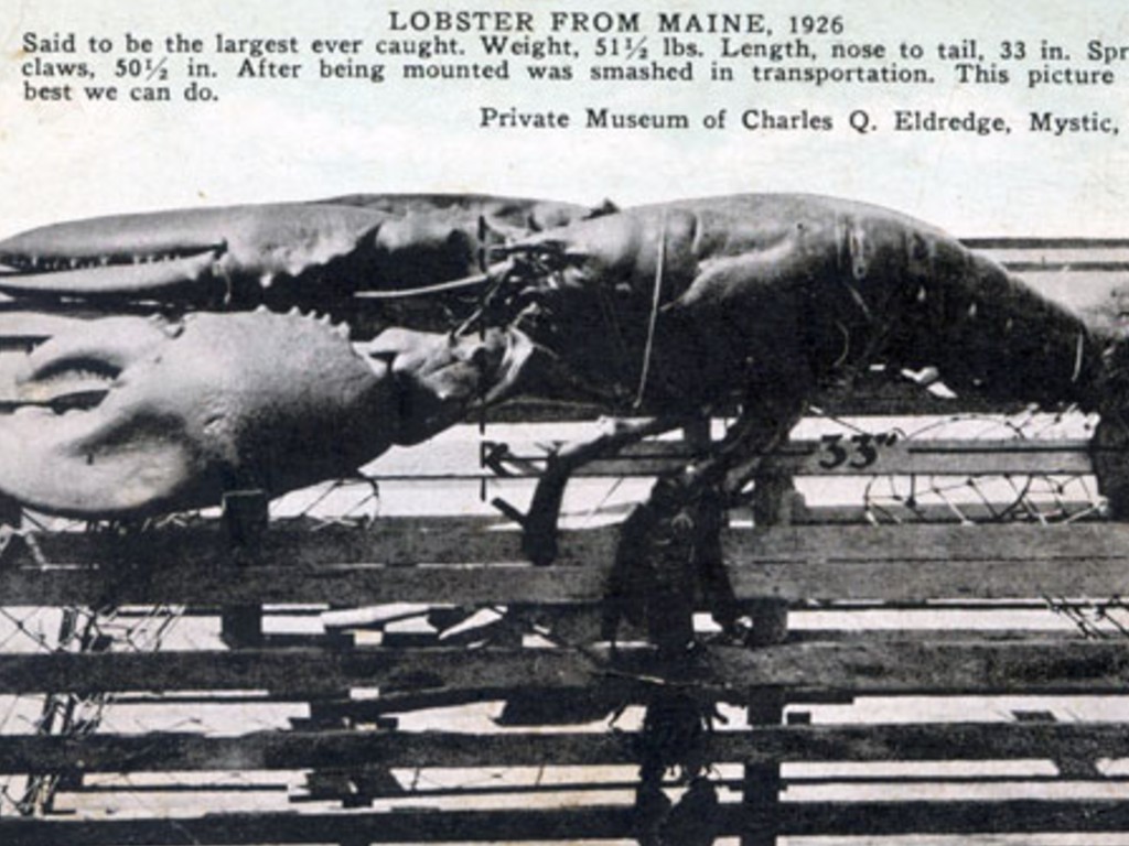 Largest Maine Lobster