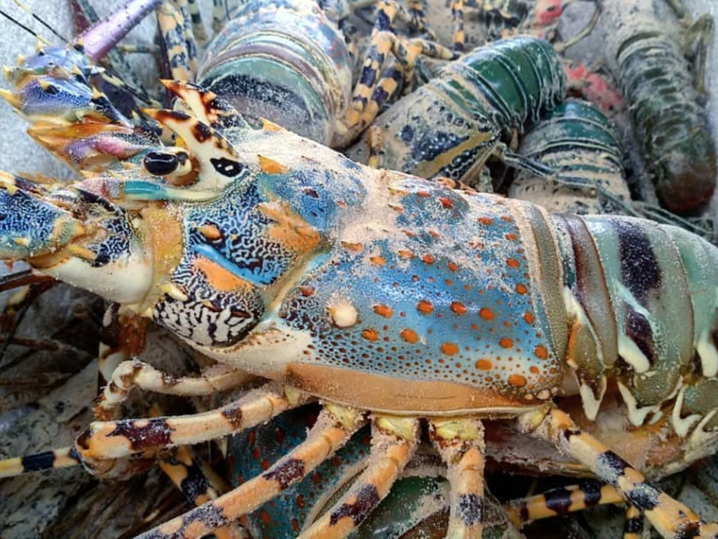 Lima Lobster dengan Nilai Jual Tinggi di Indonesia