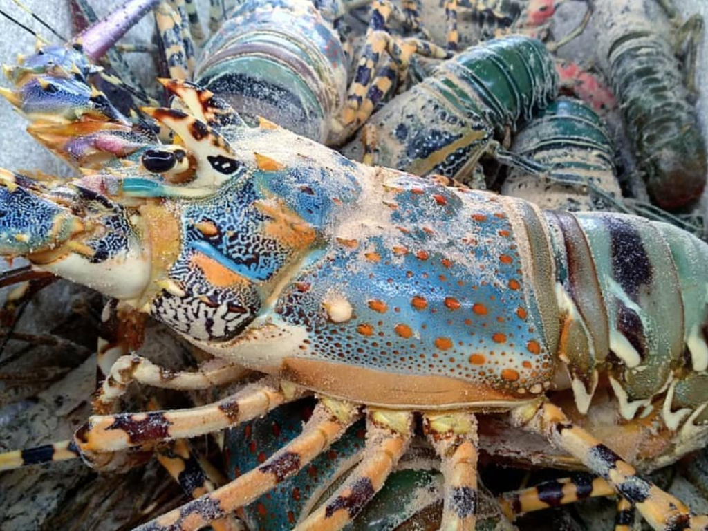 Lobster Mutiara