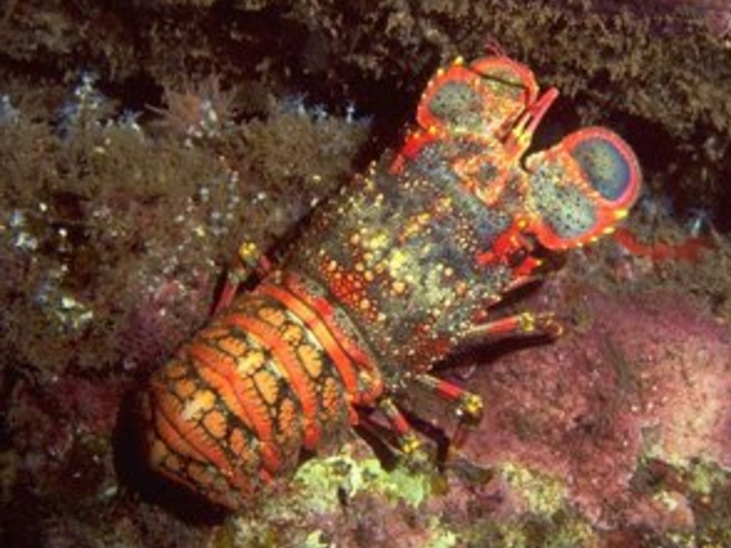 Lobster Kipas