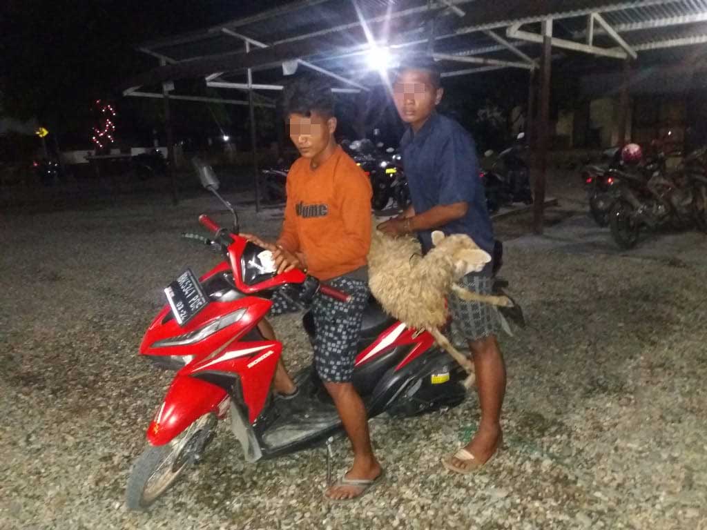 maling kambing
