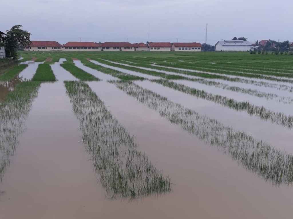 Bawang Merah Banjir