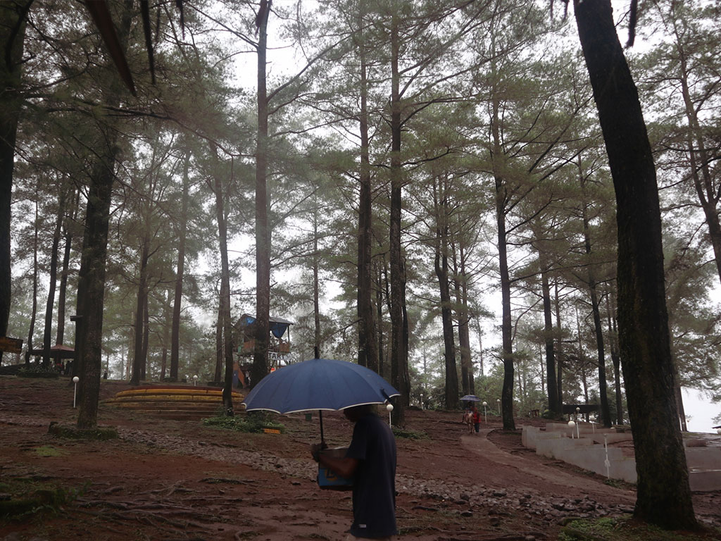 Hutan Pinus Malino