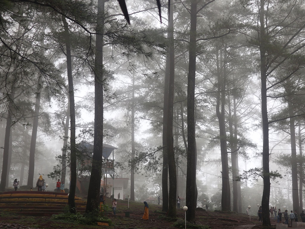 Hutan Pinus Malino