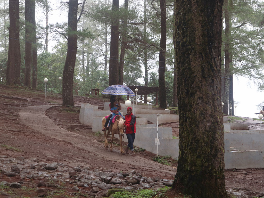 Hutan Pinus Malino