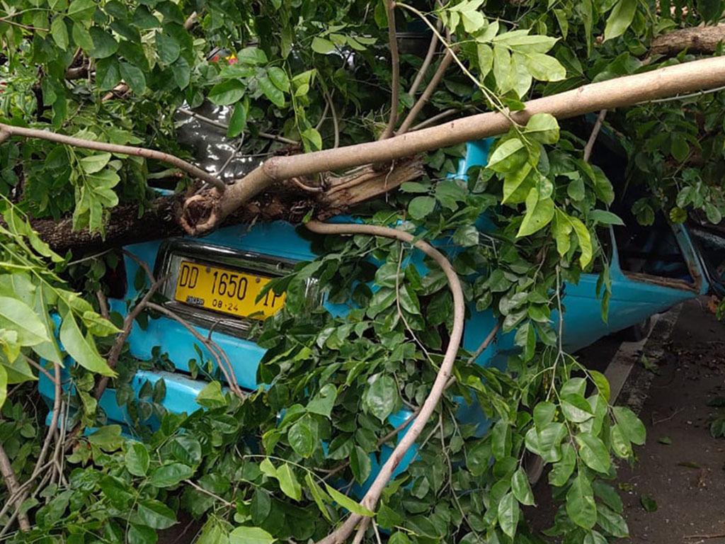 Mobil Tertimpa Pohon