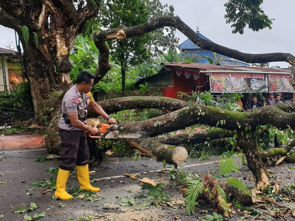 Pohon Tumbang