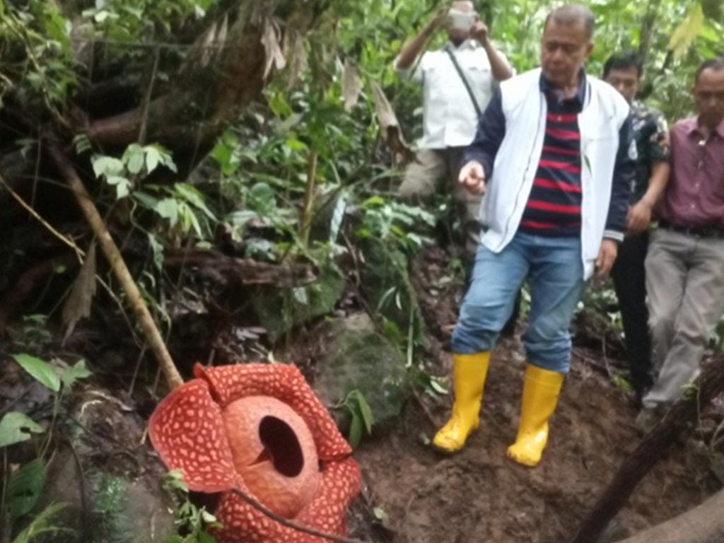 raflesia