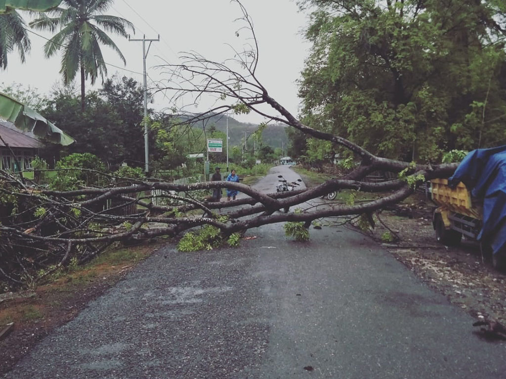 Pohon Tumbang