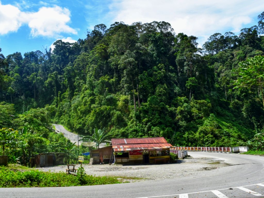 Nyanyian Rindu Merawat Kayu Kapur  di Subulussalam Tagar