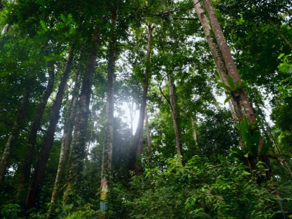 Kayu Kapur Aceh