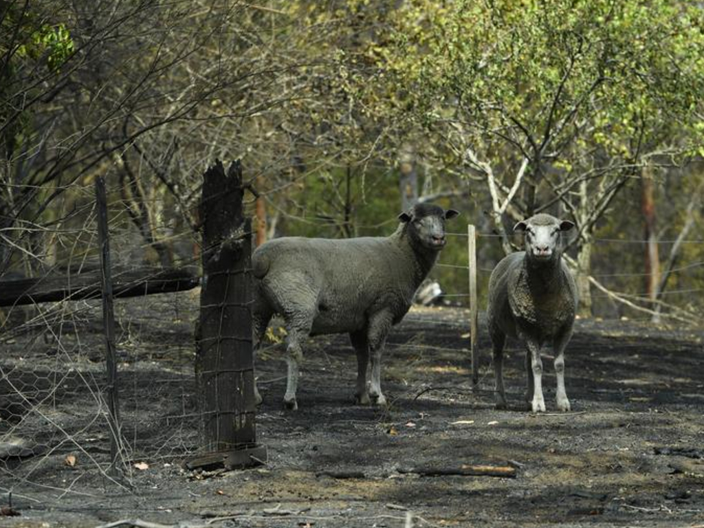 Foto Hewan Menjadi Korban Akibat Kebakaran Hutan Australia Tagar