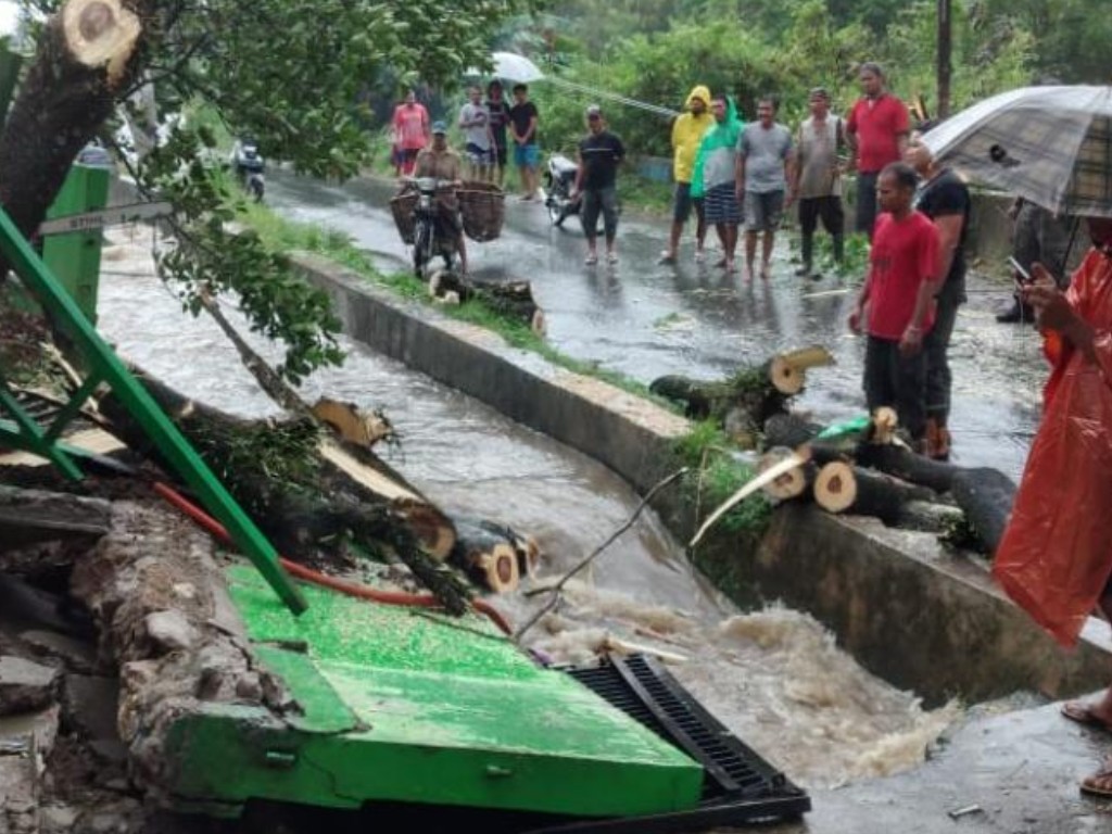 pohon tumbang