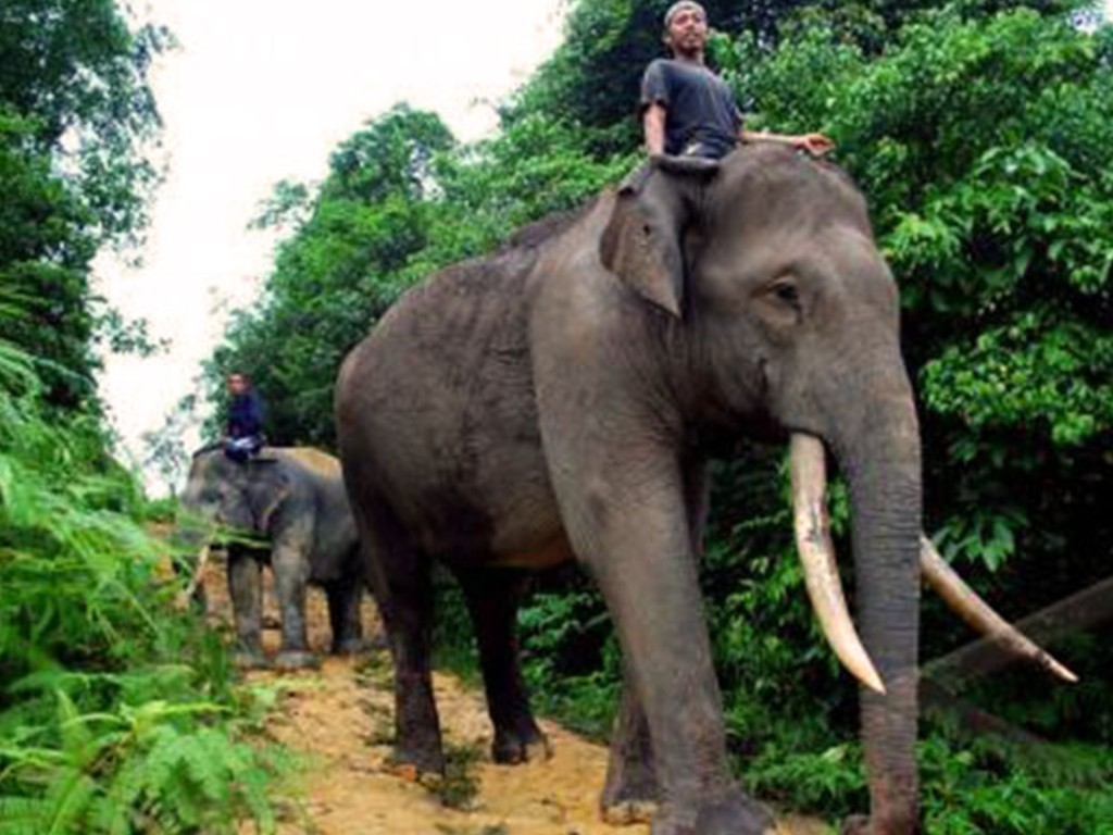 gajah jinak