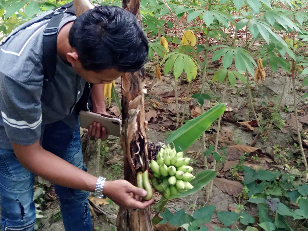 Buah pisang unik di Kabupaten Simalungun