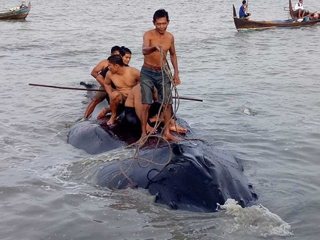 Paus di Asahan