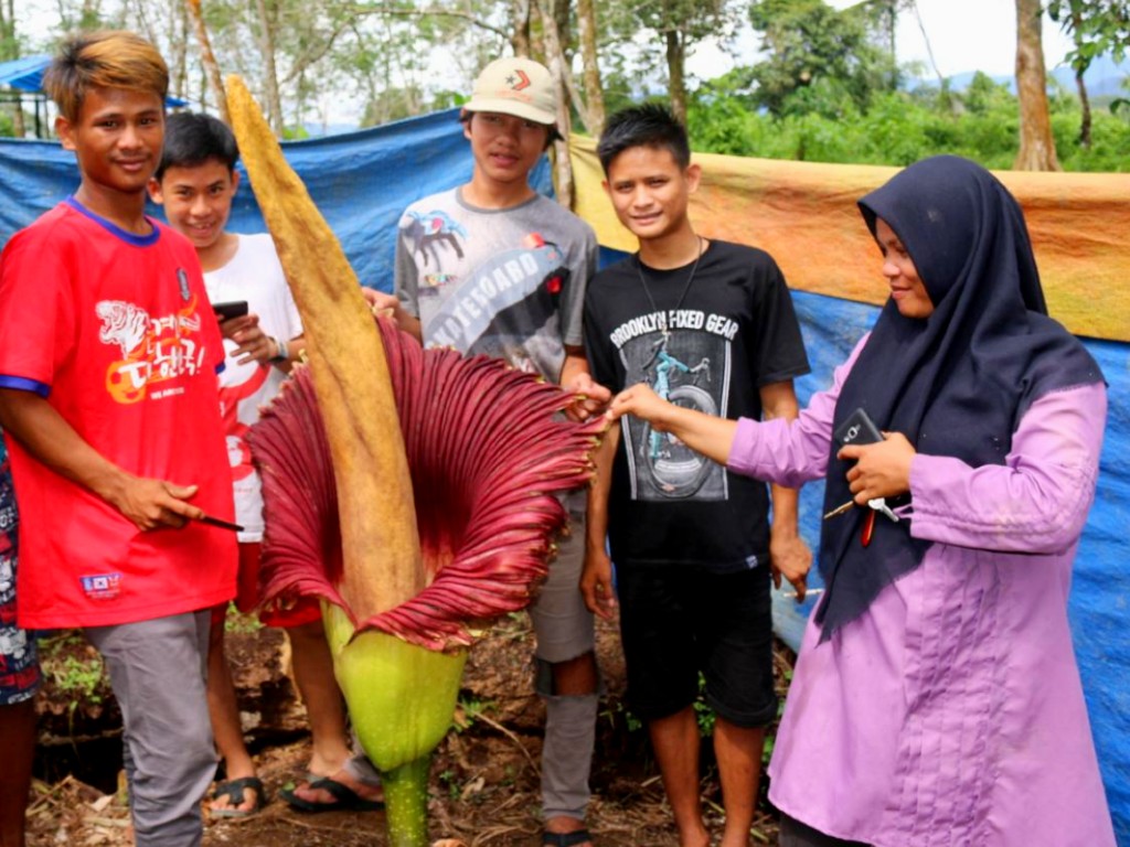 Bunga Bangkai