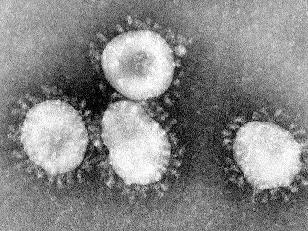 Corona Virus