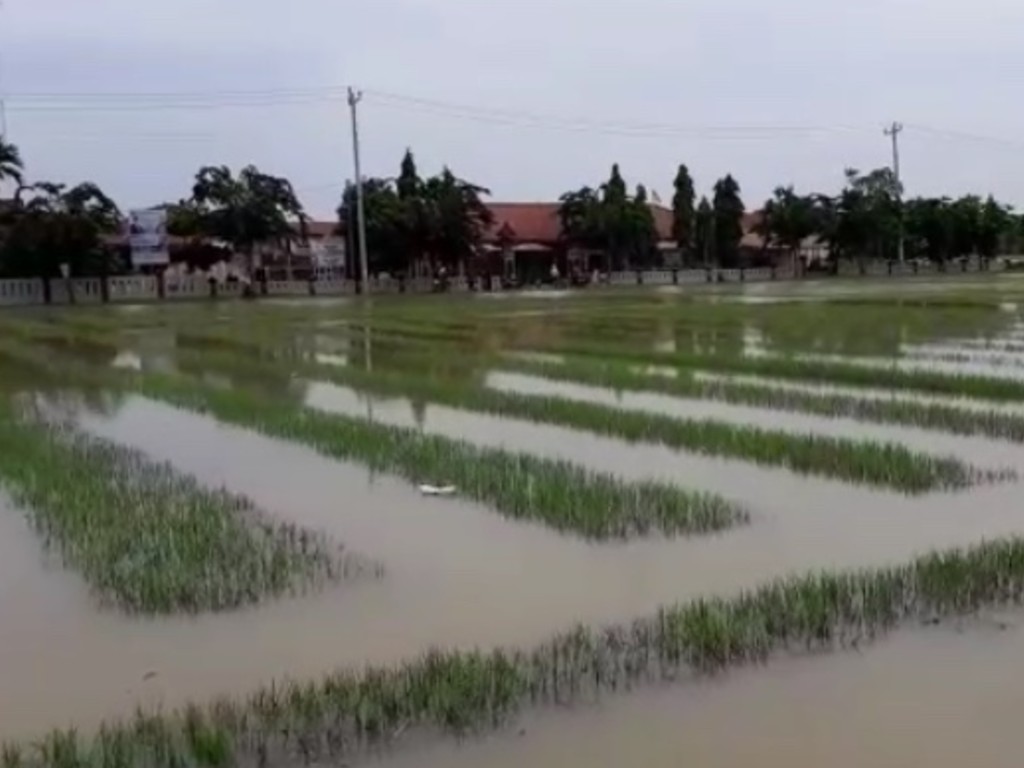 Banjir Brambang Brebes