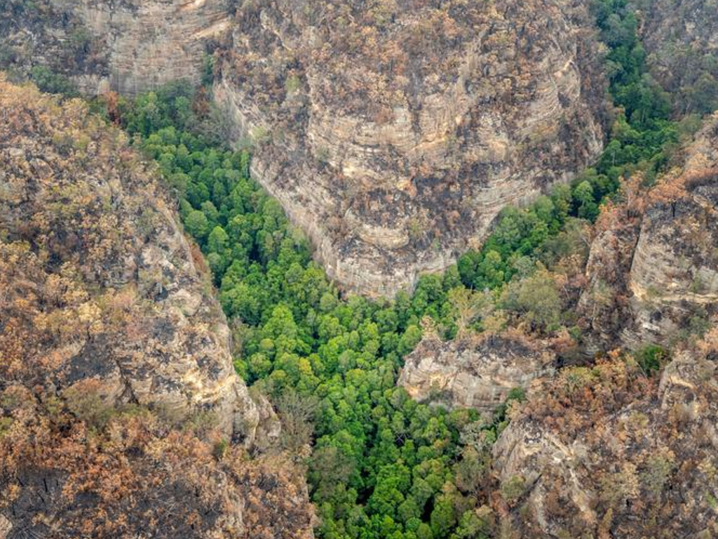 Foto Hutan Australia Terbakar