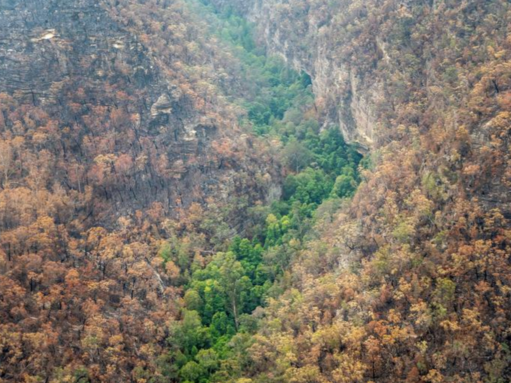 Foto Hutan Australia Terbakar