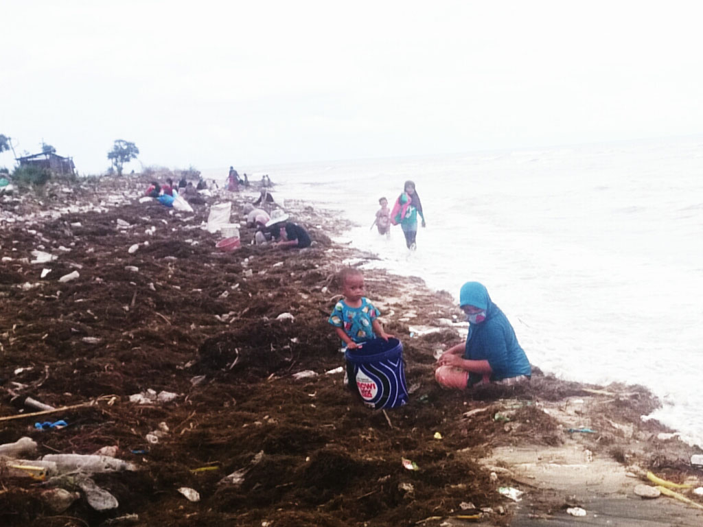 Petani Rumput Laut