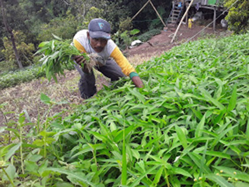 Tanam Kangkung