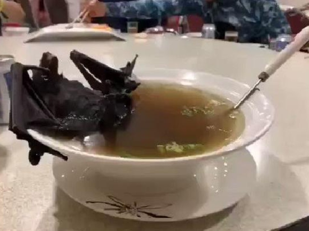 Sup Kelelawar