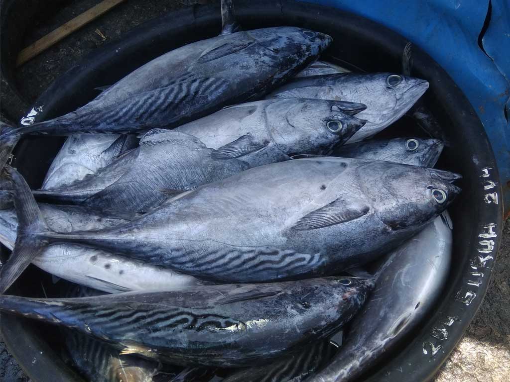 Dinkes Sibolga Sebut Corona Dapat Menular dari Ikan - Tagar News