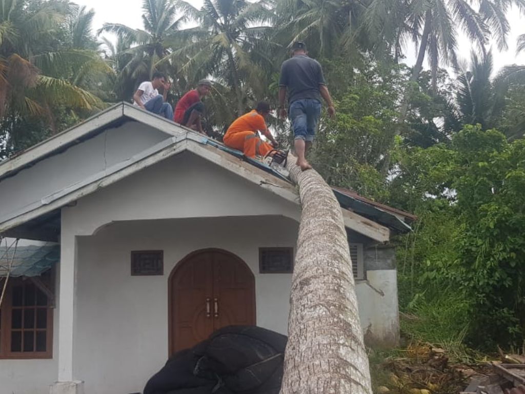 Pohon tumbang