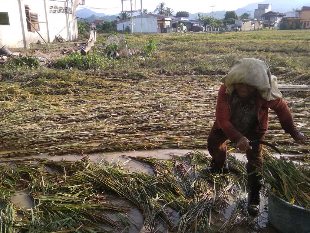  Sawah  Dihajar Banjir Wanita Tapteng Bawa Ketawalah Tagar