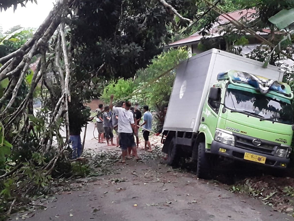 Pohon Tumbang