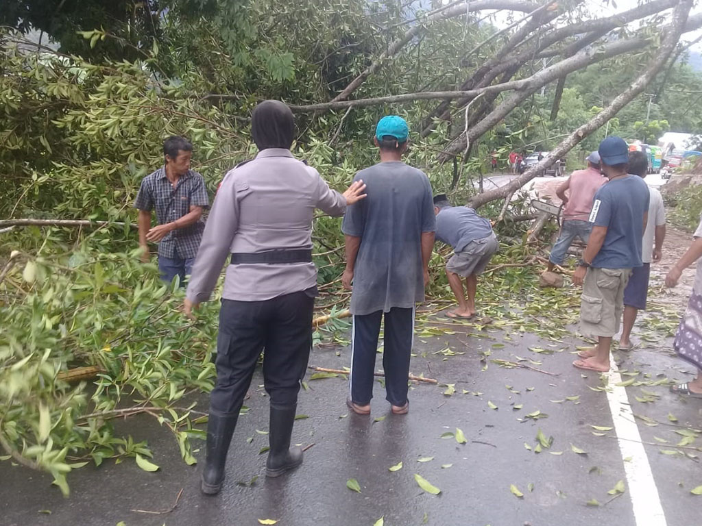 Pohon Tumbang