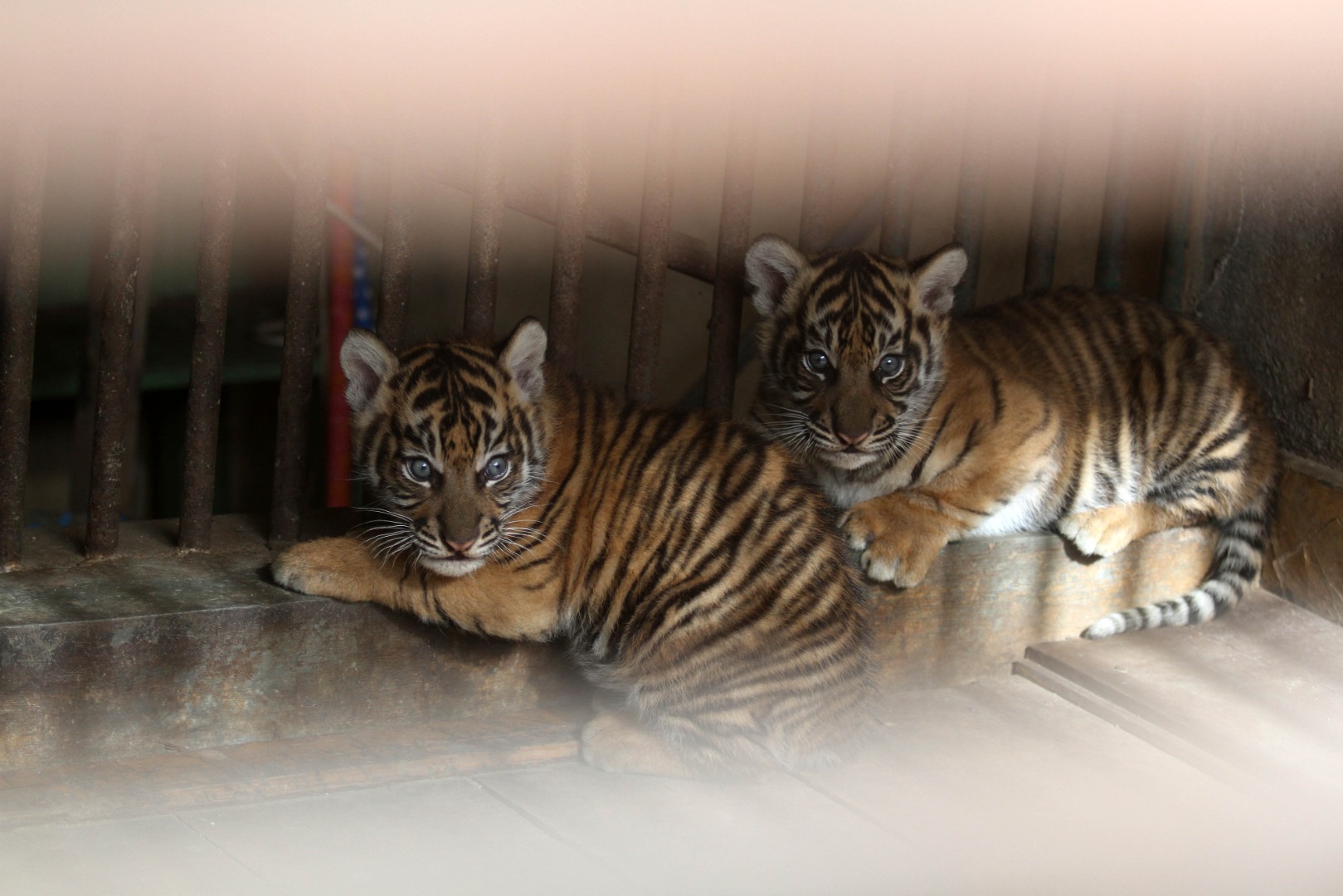 Foto Lucunya Anak  Harimau  Sumatera Tagar