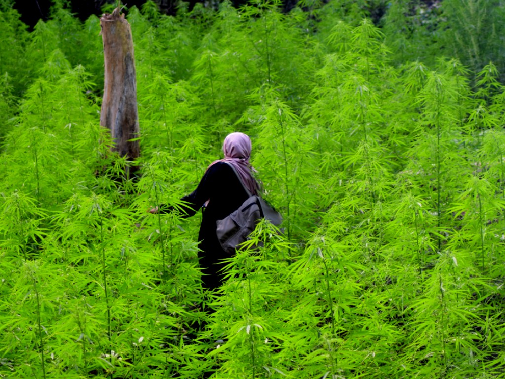 Ganja Aceh